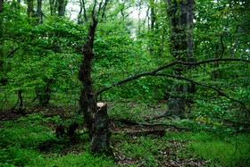 کمبود اعتبارات عامل اصلی تاخیر در اجرای طرح تنفس جنگل‌ها