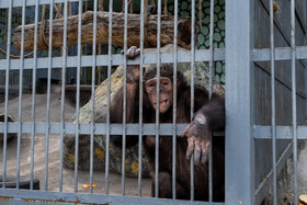 عاقبت احداث جایگاه جدید شامپانزه‌های باغ وحش ارم چه شد؟