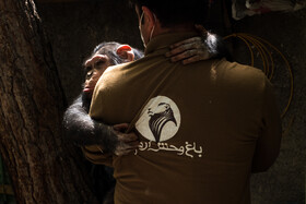 9 فروردین ۱۴۰۰ -  «باران»، بچه شامپانزه سه ساله باغ وحش ارم تهران که به مرکز بین‌المللی نگهداری از شامپانزه‌ها در کشور کنیا منتقل می‌شود