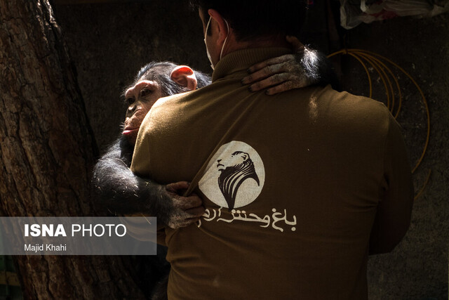 عکس تزئینی است. خداحافظی با «باران»؛ بچه شامپانزه باغ وحش ارم/ «باران» به کنیا منتقل میشود + فیلم