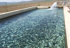 تولید ٧تن ماهی قزل آلا در شهرستان تفتان