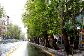تبدیل خیابان ولیعصر به پیاده‌راه برای حفظ درختان آن