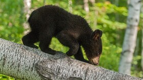 نجات یک قلاده توله خرس در رودبار