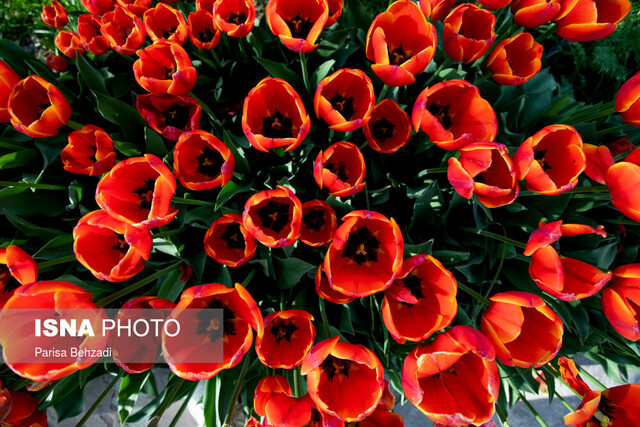 برگزاری جشنواره گل شب‌بو و گل‌های بهاره در خمینی‌شهر