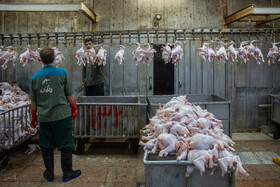 جریمه 2 میلیاردی برای گرانفروشی مرغ/رصد مرغ‌های کشتارشده از مبدا تا مقصد