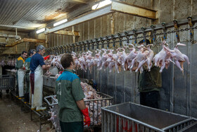مرحله نهایی نظارت بر مرغ های ذبح شده پیش از انتقال به بخش بسته بندی