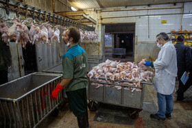 نظارت کارشناسان بهداشت بر مراحل پیش از عرضه مرغ به بازار