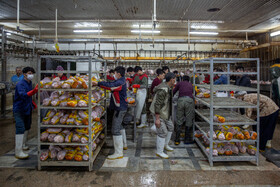 بسته بندی مرغ های ذبح شده در کشتارگاه