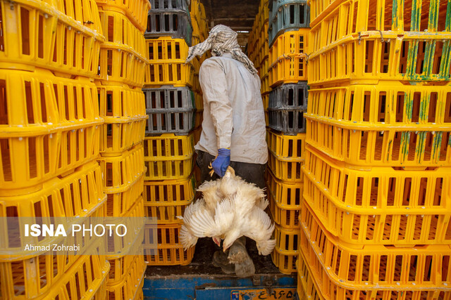 عکس تزئینی است برخی فرمانداران خوزستان اعتقادی به برخورد با دستفروشان مرغ ندارند