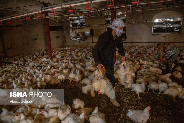 عکس آرشیوی است تولید بیش از ۱۷۰۰ تن گوشت سفید در سروستان