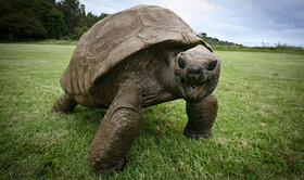 لاک‌پشت ۱۸۸ ساله، سالخورده‌ترین حیوان روی خشکی