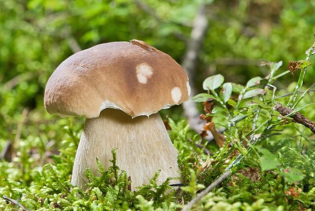 کلاه رنگی‌ها، کلاه سرتان نگذارند! /اهمیت توسعه آگاهی عمومی در زمینه قارچ‌های وحشی
