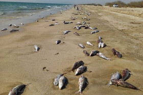 «فعالیت‌های صیادی» علت مرگ گربه ماهیان در ساحل جاسک اعلام شد