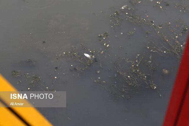 فاجعه زیست محیطی در رودخانه بالیقلوچای اردبیل