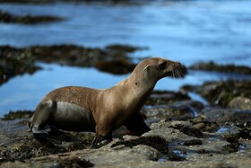گزارش مرگ‌ومیر در "حیات دریایی کالیفرنیا" بر اثر آلودگی شیمیایی