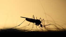 اصلاح ژنتیکی پشه‌ها برای کاهش میزان انتقال بیماری