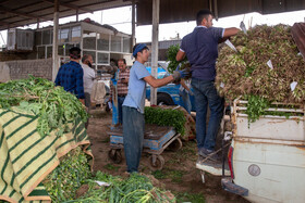کارگران بخش سبزی فروشان میدان سنتی میوه و تره بار قم