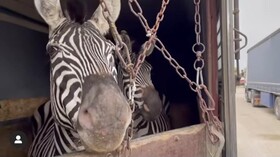 سازمان محیط زیست مجوز واردات حیات وحش را صادر نکند