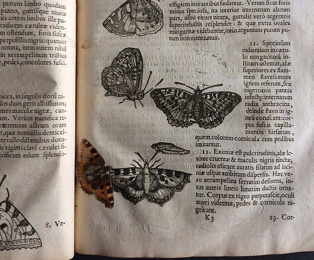کشف یک پروانه ۴۰۰ ساله در میان صفحات کتابی قدیمی!