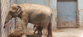 آخربن وضعیت فیل تازه متولد شده در باغ وحش ارم