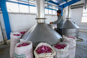 رونق کارگاه‌های گلاب‌گیری با افزایش گلستان‌های گل محمدی در شاهرود