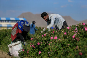 آغاز برداشت گل محمدی از اراضی شهرستان ملایر