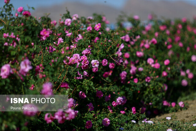 شیراز میزبان نخستین جشنواره ملی عکس گل 