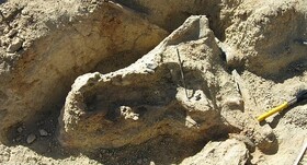 کشف جمجمه‌ یک تمساح ۸ میلیون ساله!