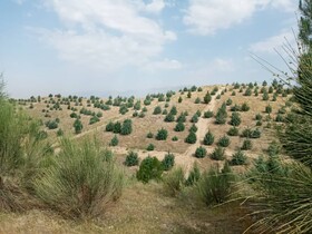 اجرای پویش جنگل‌کاری با بذر در ۳۸ هکتار از اراضی بروجرد