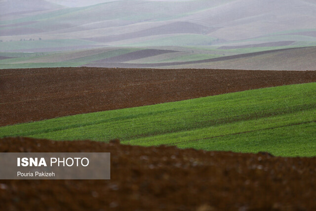 کشت حبوبات در اردبیل رونق گرفته است