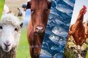 مکمل نانویی ایرانی، مسیر تازه برای بهبود تغذیه و سلامت دام و حیوانات خانگی