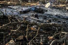 آتش سوزی در منطقه جنگلی چنگری کوهدشت