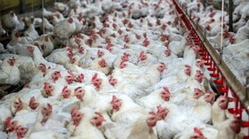 شناسایی اولین مورد انسانی ابتلا به آنفلوآنزای مرغی H10N3 در چین