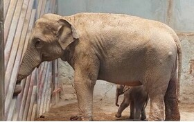 آخرین وضعیت «بچه فیل» ارم و ماده «گورخر» آفریقایی