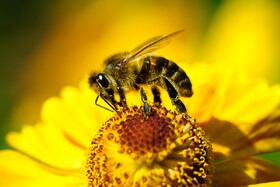 چرا ۳۰ اردیبهشت، روز «زنبور عسل» نامگذاری شد؟