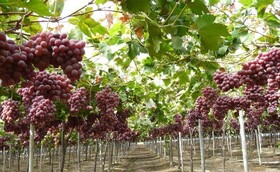 برداشت ۳۵ هزار تن انگور یاقوتی در سیستان و بلوچستان