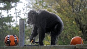 مرگ پیرترین شامپانزه نر آمریکای شمالی در باغ وحش سانفرانسیسکو