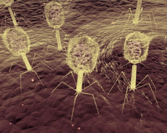 آموزش ویروس‌ها برای نابودی باکتری‌ها!