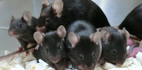 تولد موش‌های سالم از اسپرم‌هایی که ۶ سال در فضا بودند!