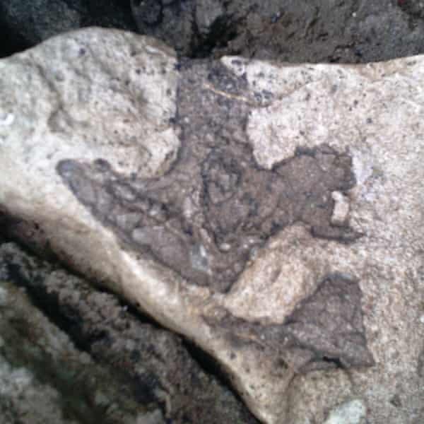 کشف ردپایی که ممکن است متعلق به آخرین دایناسور بریتانیا باشد 3