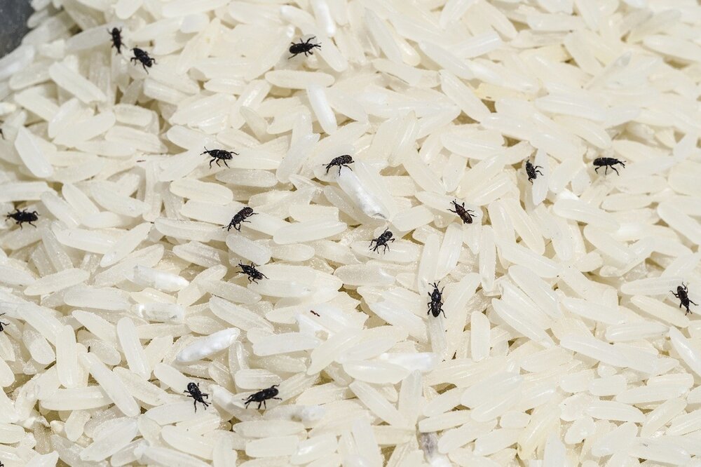 خرید برنج هاشمی و نحوه نگهداری از آن