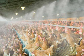 ٨ واحد صنعتی پرورش مرغ گوشتی در سیب و سوران در حال ساخت است