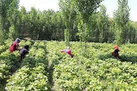 برگزاری وبینار «کارآفرینی بانوان در بخش کشاورزی»