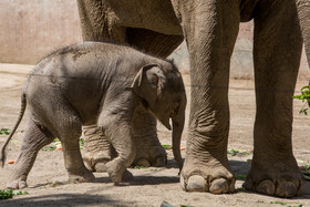 بچه فیل ارم «مایسا» نامیده شد/ توسعه و بهسازی جایگاه فیل در آینده نزدیک
