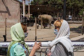 بازدید علاقه‌مندان، از محل نگهداری مایسا و مادرش در باغ وحش ارم