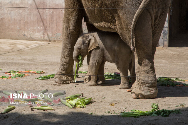 بچه فیل ارم «مایسا» نامیده شد/ توسعه و بهسازی جایگاه فیل در آینده نزدیک بچه فیل ارم «مایسا» نامیده شد/ توسعه و بهسازی جایگاه فیل در آینده نزدیک