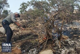 چرا آتش‌سوزی جنگل‌های زاگرس مهم است؟