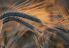 خرید ۱۱۶ هزار تن گندم مازاد بر نیاز کشاورزان لرستان 