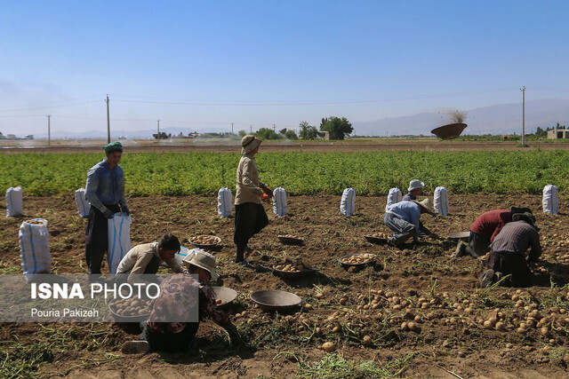 کِشت مشارکتی؛ الگویی برای حذف واسطه‌ها