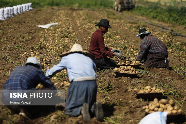 ۸۰ درصد سیب زمینی رزن برداشت شد